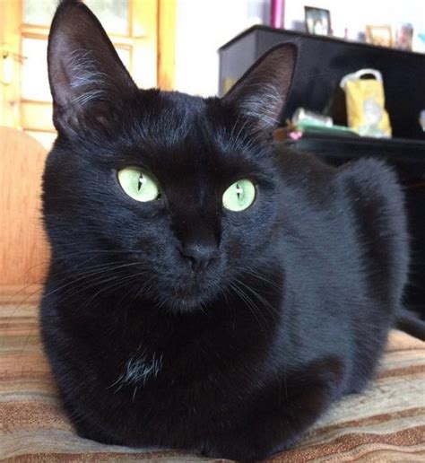Black Cat Names with Green Eyes