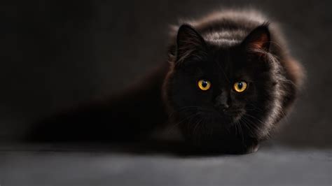 Black Cat Wallpapers