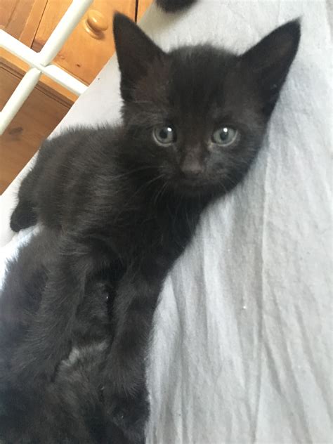 black cats for sale near me cheap