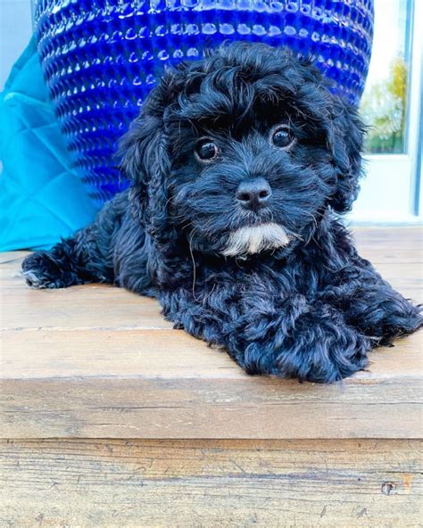 Black Cavapoo