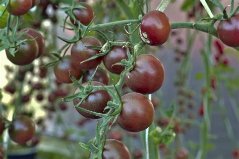 black cherry cherry tomatoes