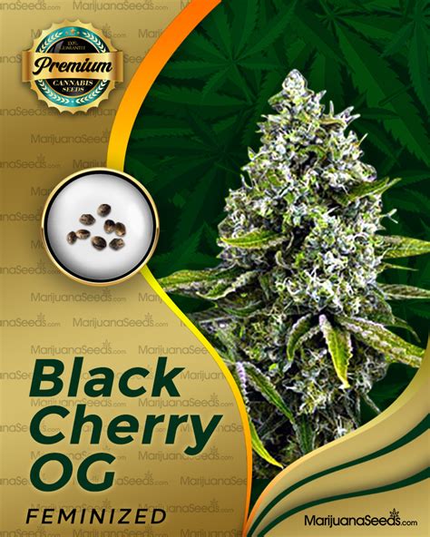 black cherry coeds 8