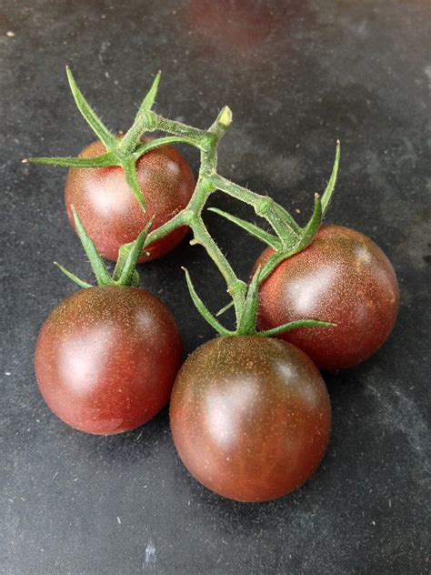 black cherry tomato varieties