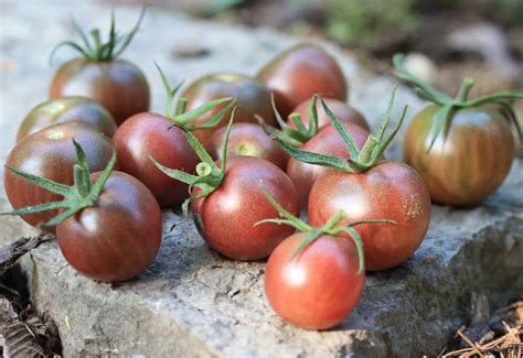 black cherry tomatos