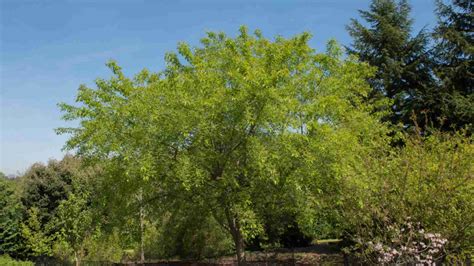 Black Cherry Tree Environment