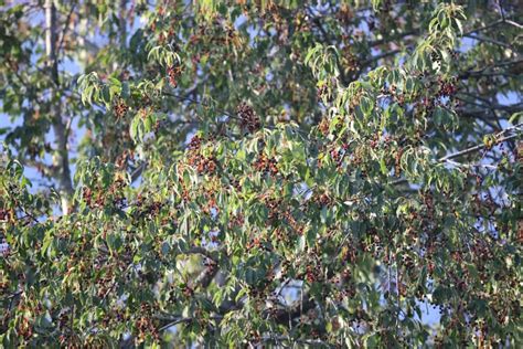 Black Cherry Tree Spread