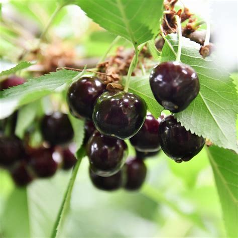 Black Cherry Tree Wholesale