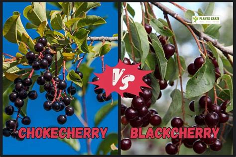 Black Cherry Vs Wild Cherry