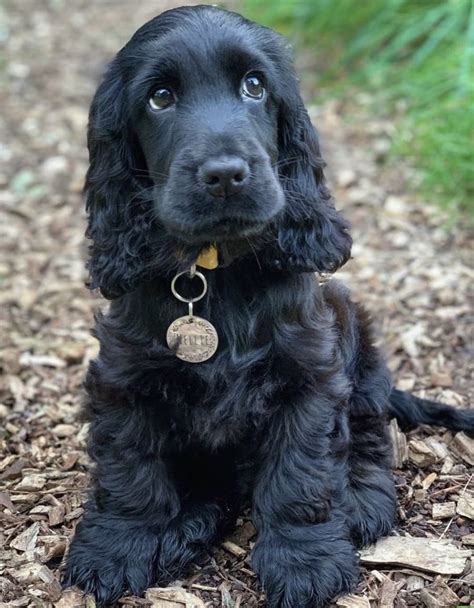 black cocker spaniel facts
