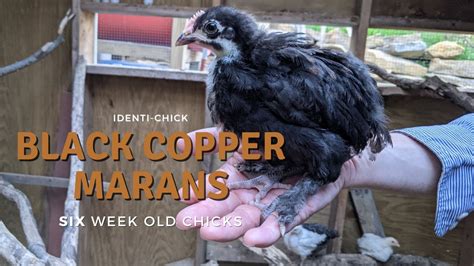 Black Copper Marans 6 Weeks