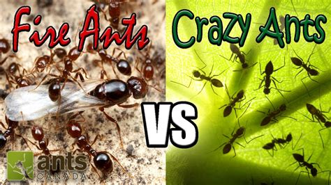 black crazy ants vs fire ants