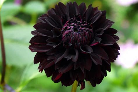 black dahlia flower meaning