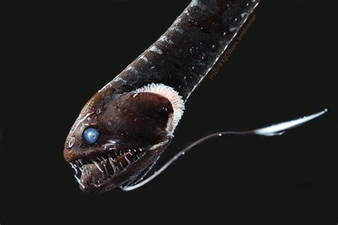 black deep sea fish