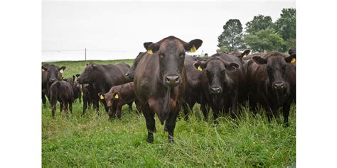 black diamond angus ranch