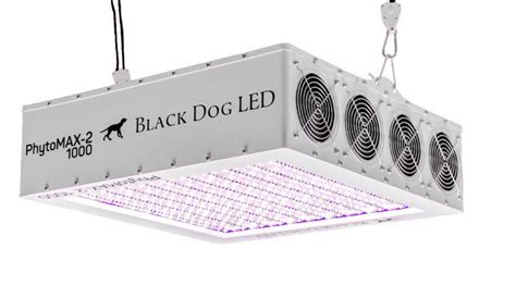 black dog led phytomax 800