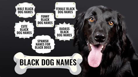 Black Dog Names in Spanish