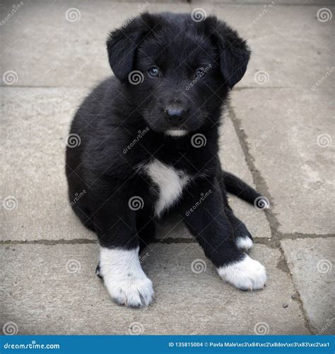 Black Dog with White Paws Names
