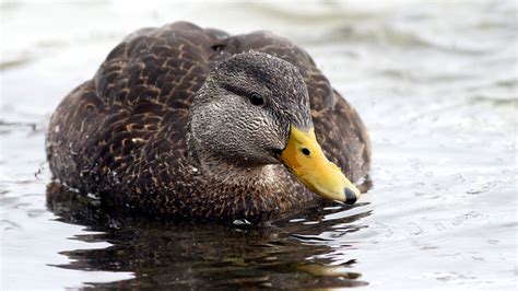 Black Duck In Tree