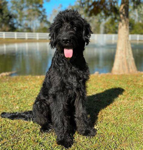 black f1 goldendoodle
