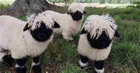 black face valais sheep