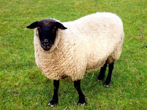 Unveiling the Mysterious: Black-Faced Sheep of the Animal Kingdom