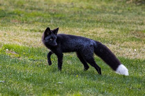 black fox