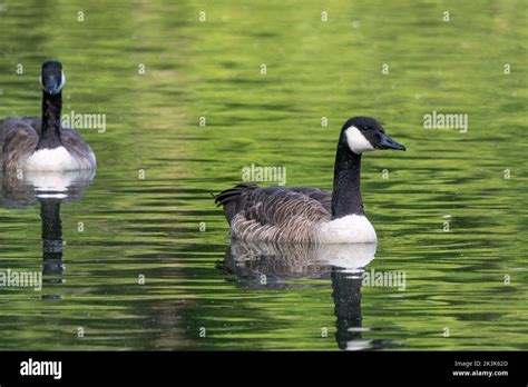 Discover 7 Insights black geese captivating secrets of these birds