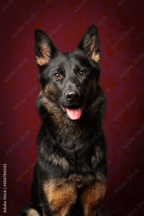 black german shepherd face