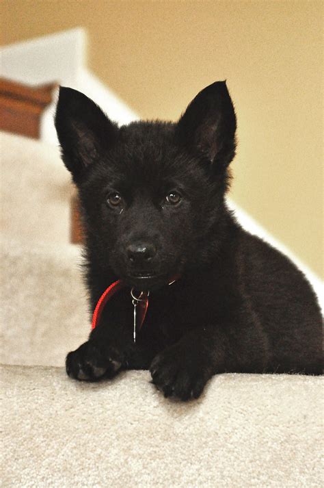 black german shepherd small