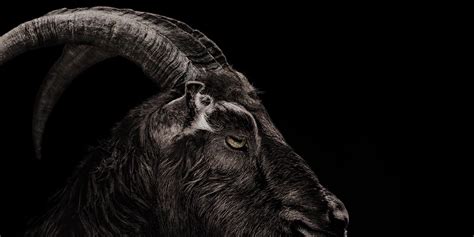 black goat from the witch