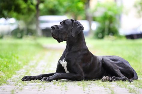 black great dane