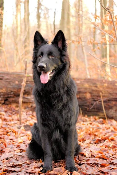 black haired german shepherd