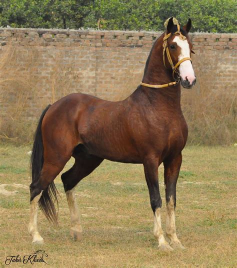 black horse price in pakistan