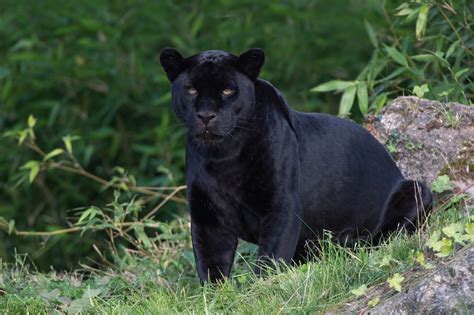 Black Jaguar Animal In Usa