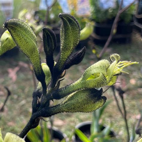 Image of Black Kangaroo Paw flower