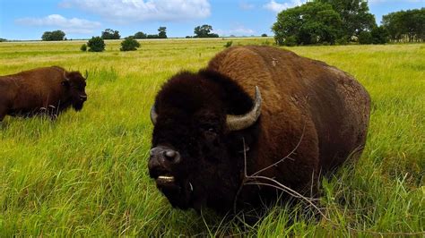 Black Kettle Buffalo
