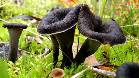 black king trumpet mushrooms