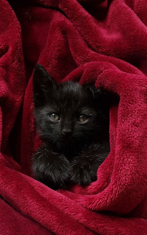 Black Kitty
