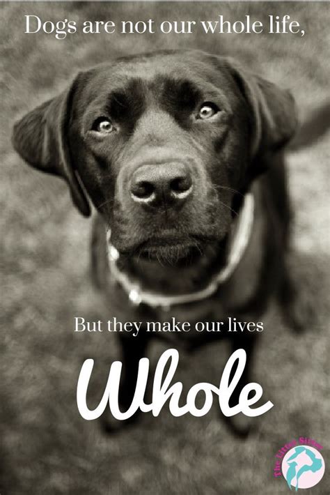 Black Lab Dog Quotes