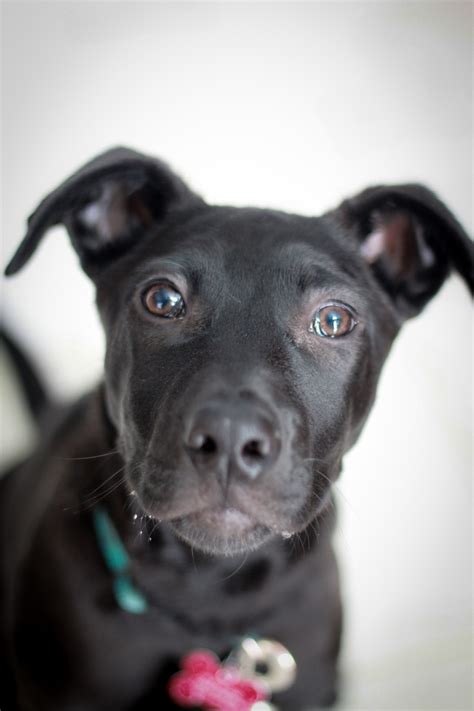 black lab mixed with terrier