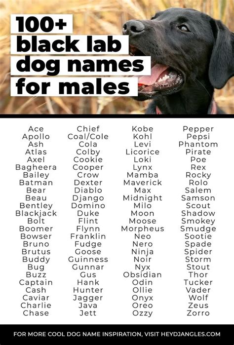 Black Lab Names Boy