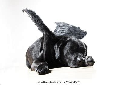 Black Lab With Wings