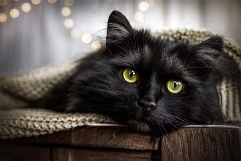 Black Long Haired Cats