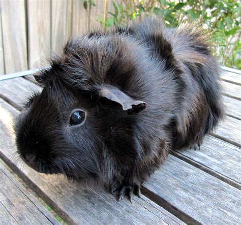 This Black Long Haired Guinea Pig For Sale For Hair Ideas