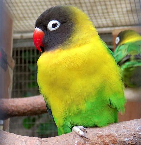 African Lovebird species in Australian aviculture Aviculture Hub