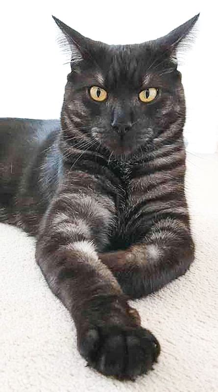 Black Mackerel Tabby