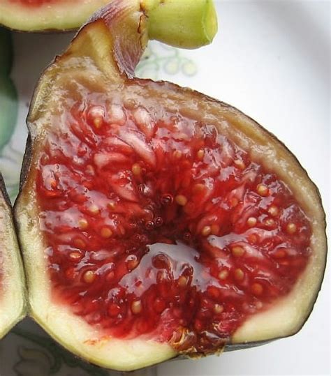 Black Madeira Fig: The Ultimate Nutrient-Packed Superfruit You Need to Try