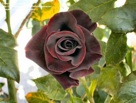 Black Magic Rose Secrets Unveiled