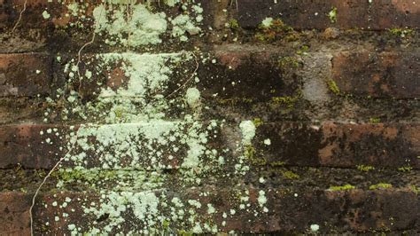 black mold on brick
