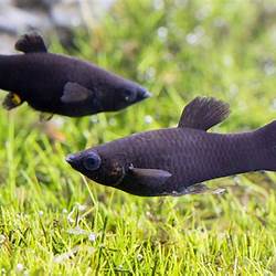 Ikan Black Molly di Indonesia